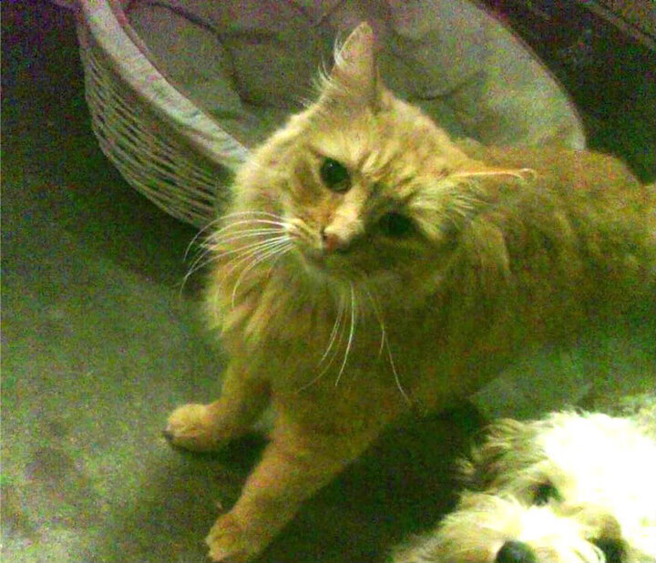 锡安50分血洗巴克莱中心！公牛4-0横扫篮网晋级，新王统治力惊骇联盟