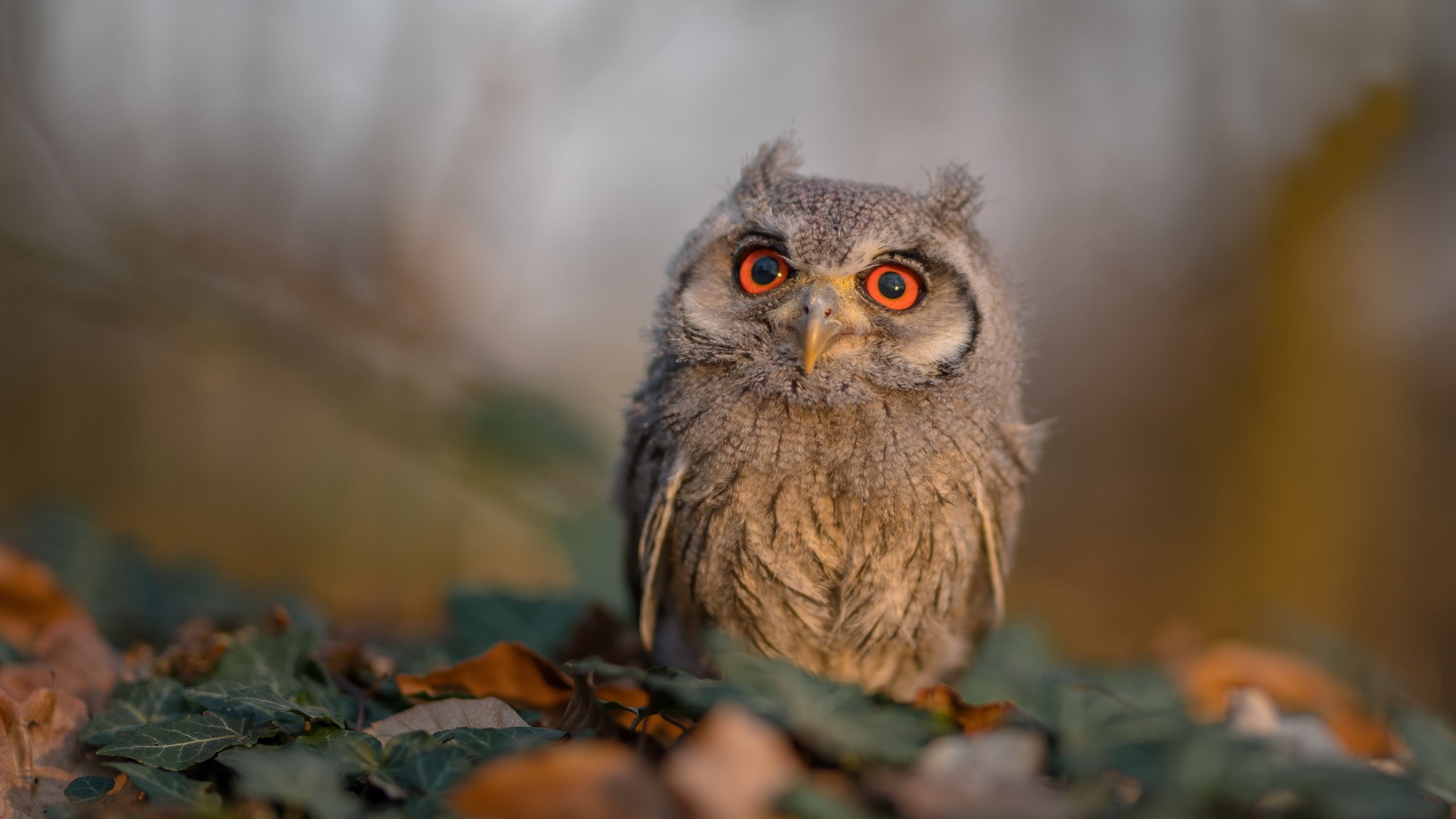 跨界王炸，张继科神级指挥，法国队上演惊天绝杀！