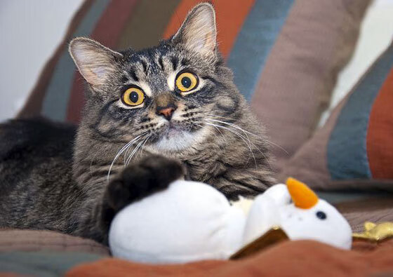 东狼西鲨，贝恩冷箭穿透上海队铁幕防线