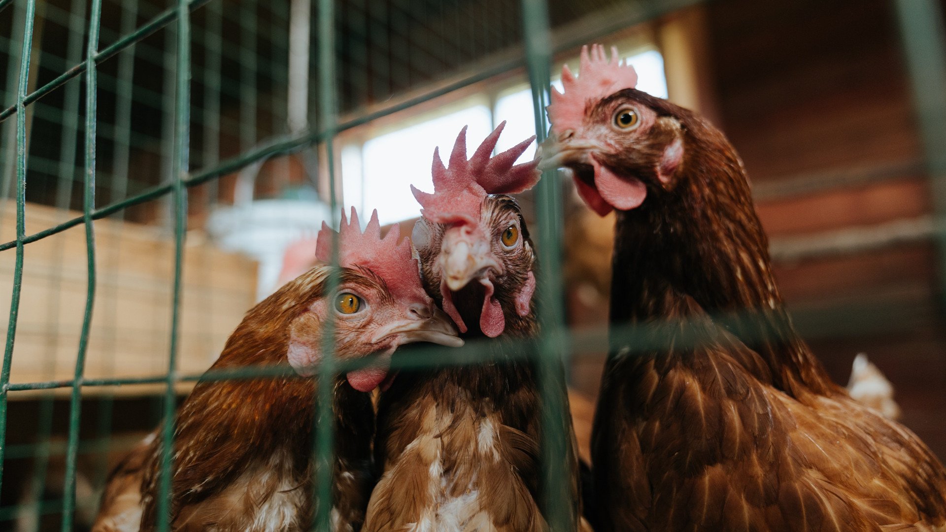 凯尔特人锁链下的勇士，文班亚马制造的错位恐惧，掀翻卫冕冠军的巨人