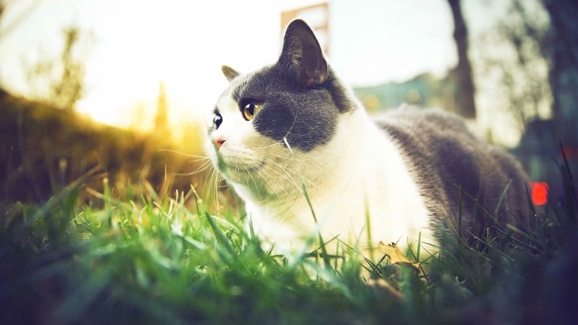 绿茵唯一主宰,恩佐一脚碾碎玻利维亚,加纳在美加墨的画卷上挥毫