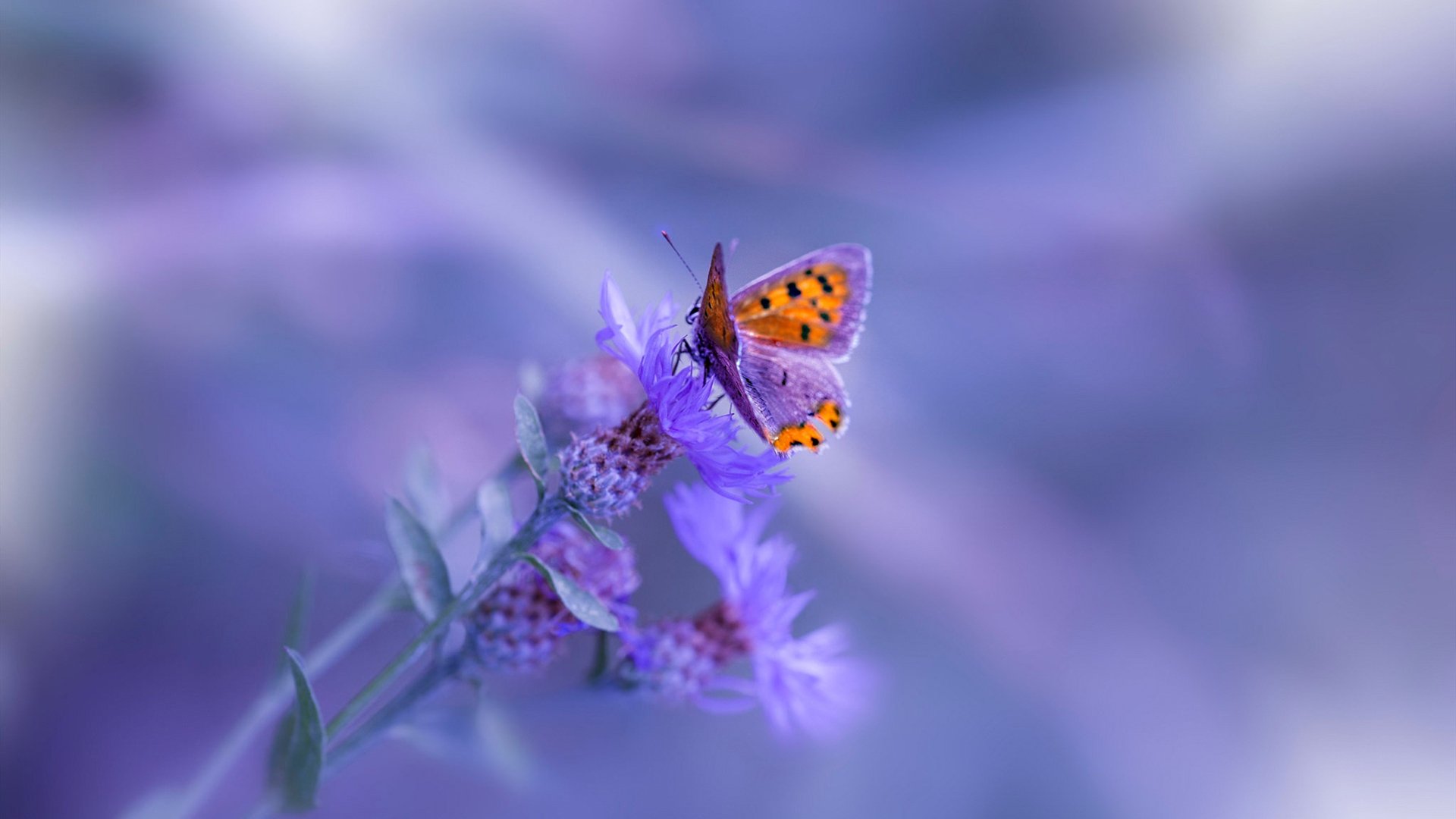 掘金打穿步行者,字母哥在NBA季后赛接管比赛