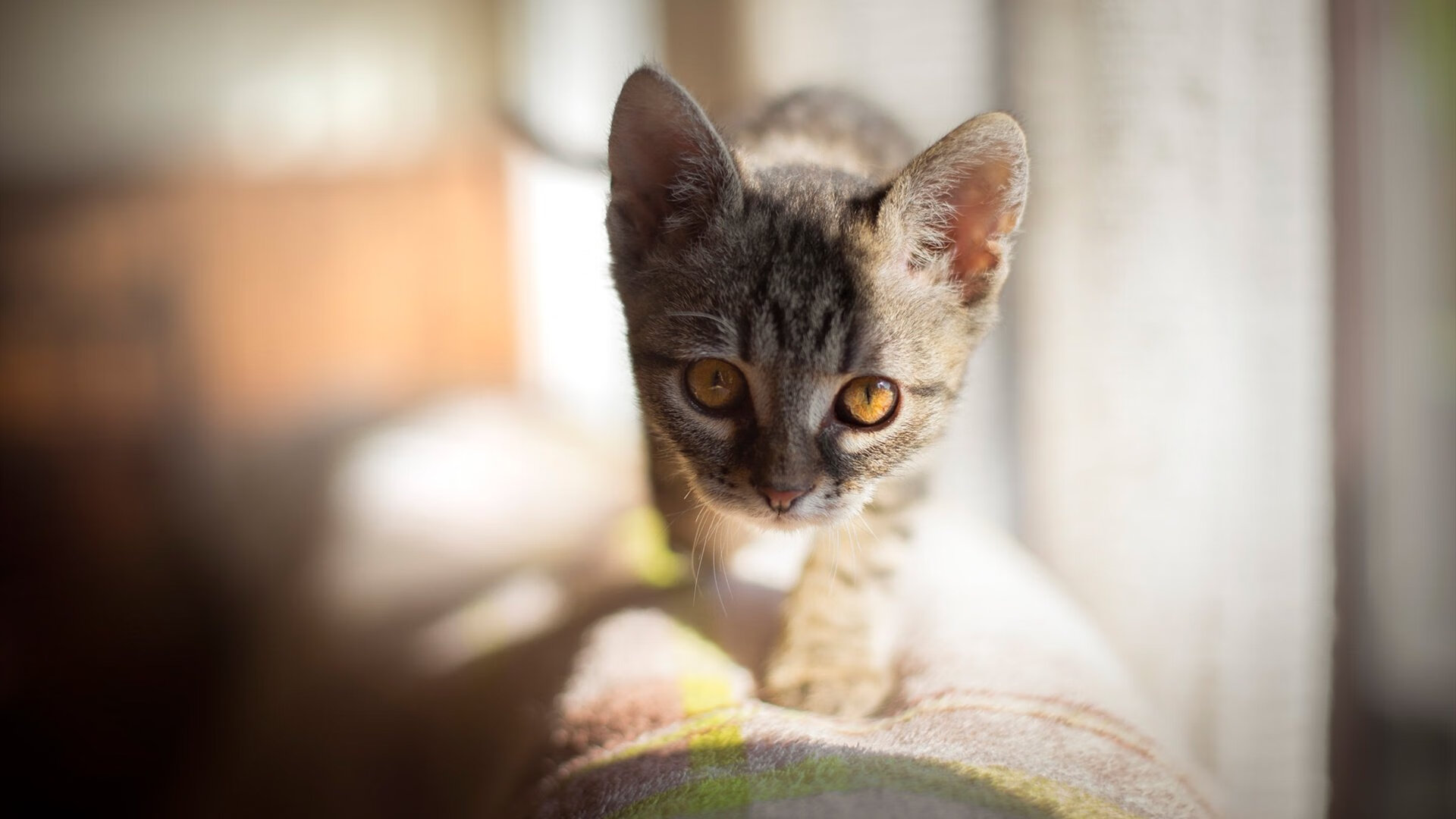 刺破质疑的银枪，世界排名争夺战之夜，文班亚马完成正名之战