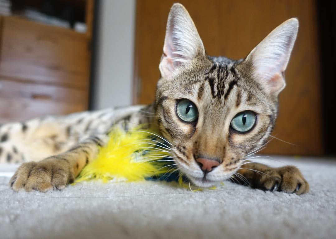 突尼斯闪电战，美加墨世界杯焦点战速胜比利亚雷亚尔，创下小组赛传奇