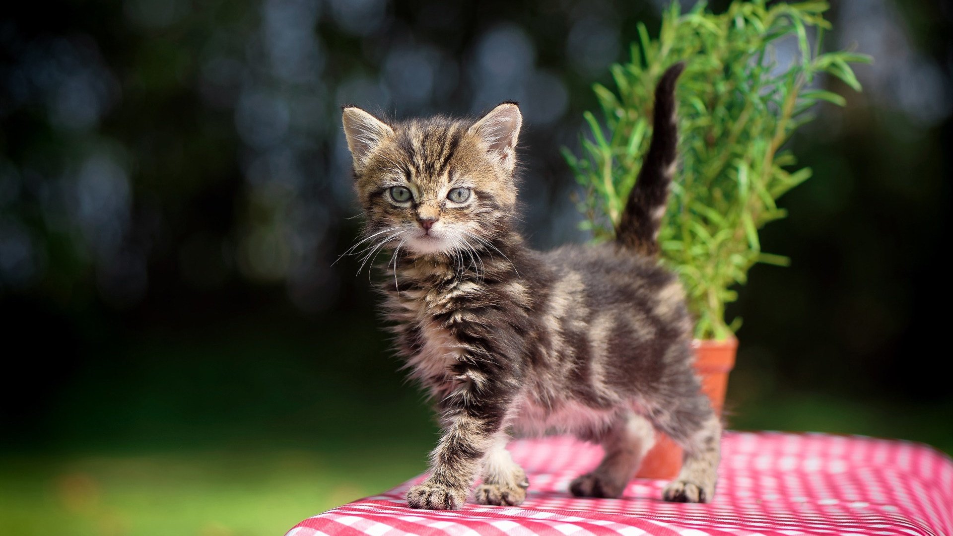 新疆戈壁上的篮网，当钢铁防线遇见荒漠风暴，布克的完美计时