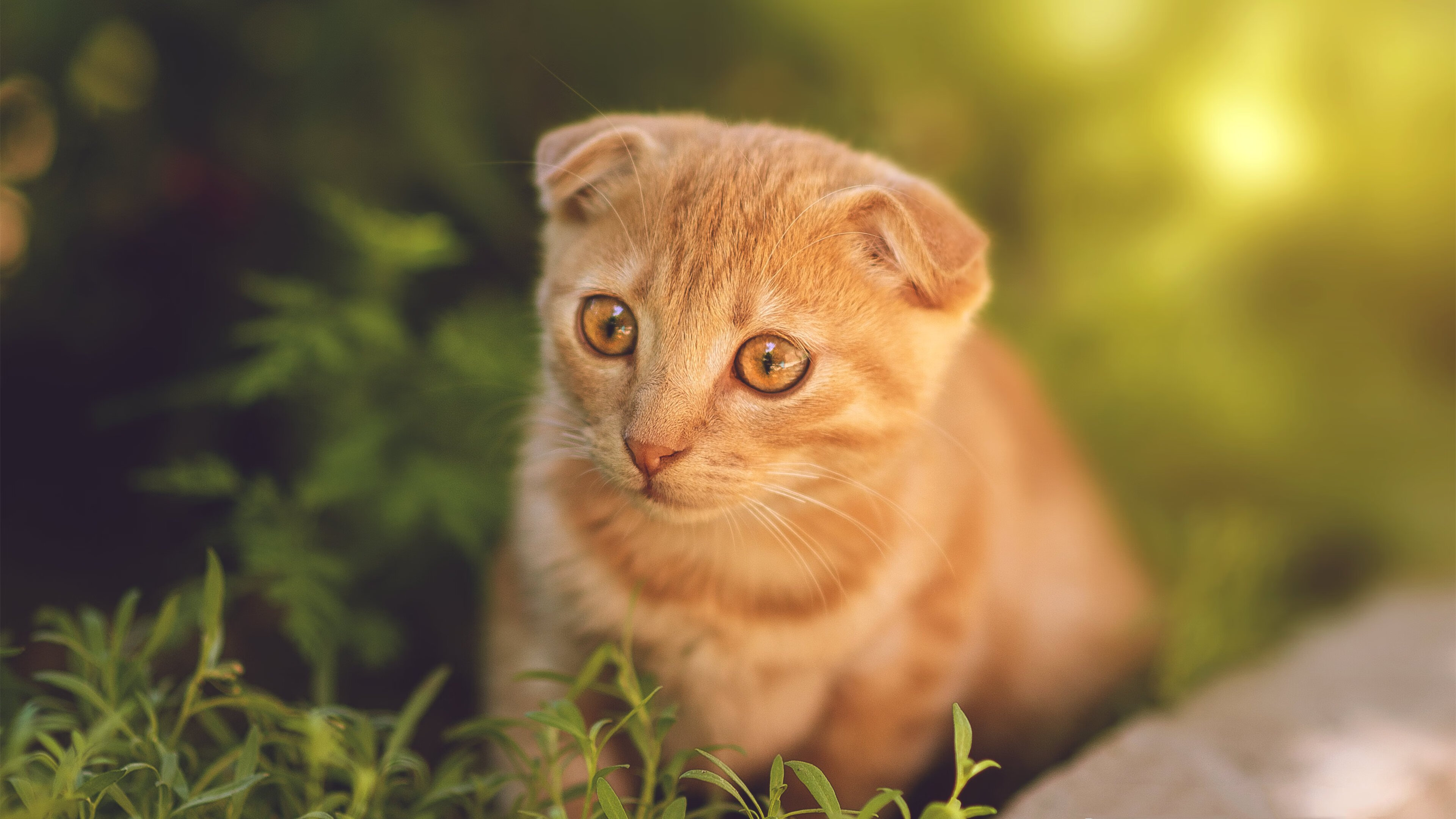 密尔沃基寒夜，米切尔燃起决胜火焰