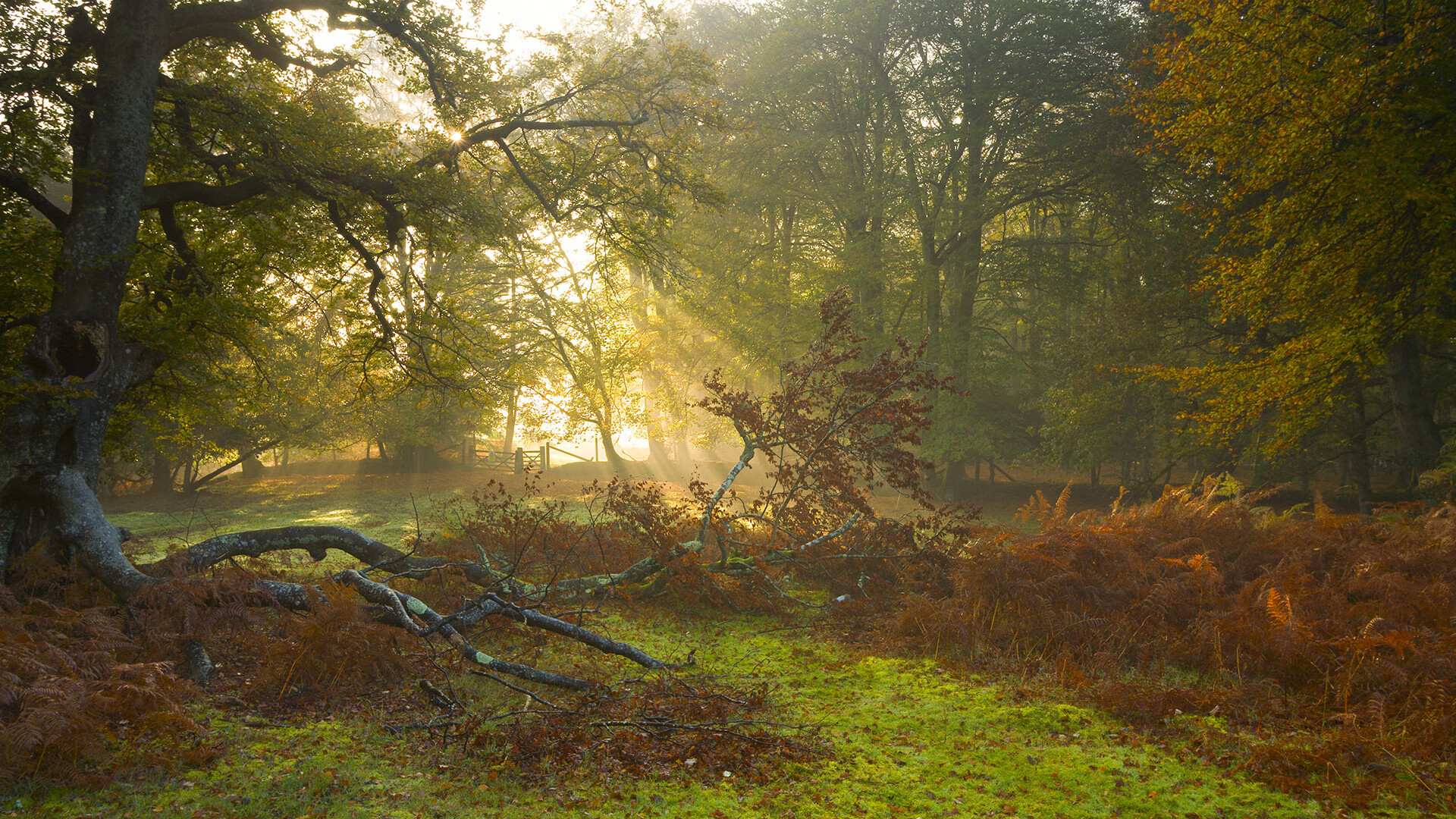 字母引擎全速驱动，活塞攻防转换碾压鹈鹕