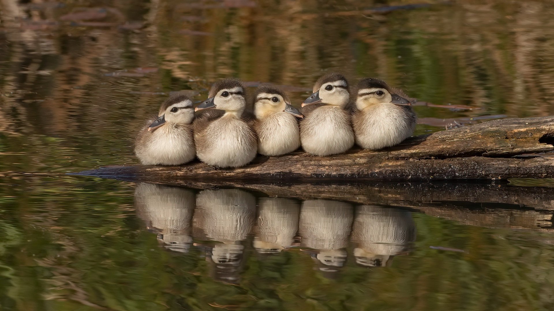 北欧神话 vs 雷鬼节奏，当门迪在绝境中唤醒芬兰意志