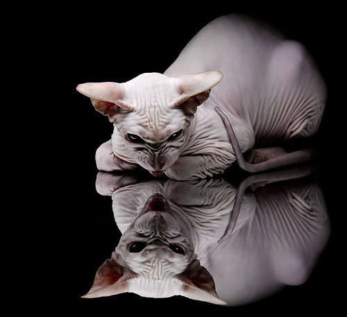 锋线磐石！英格拉姆稳定输出不掉线，黄蜂主场力擒灰熊展韧性