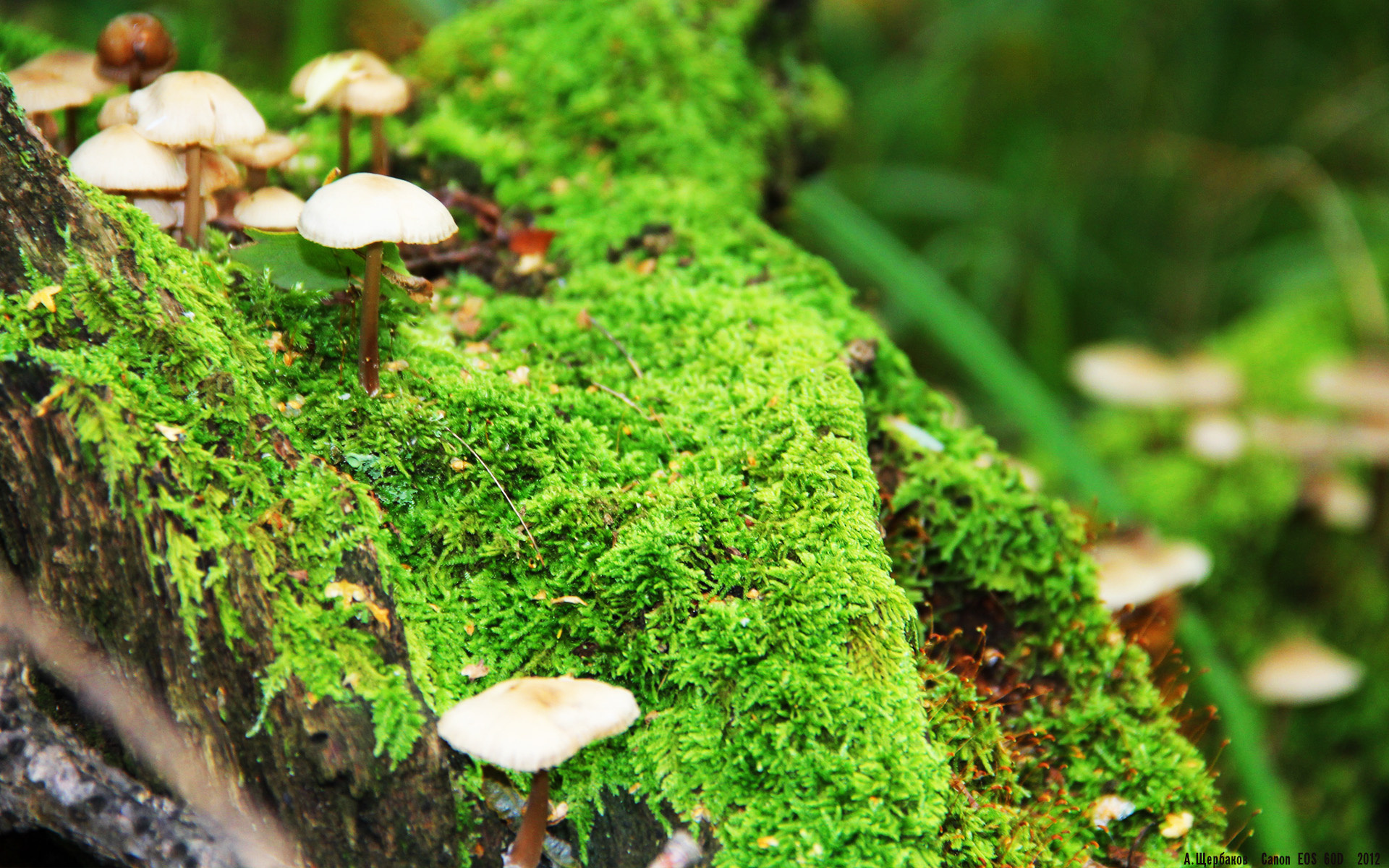 平行宇宙的绿茵密钥，当梅西为巴拉圭拧开皇家社会的门锁