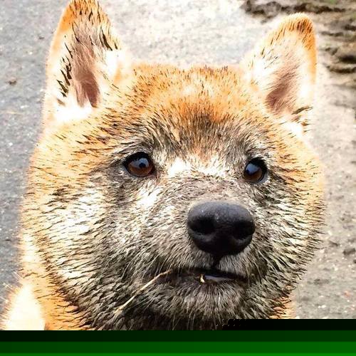 绝境末节改写历史，中国男篮的奇迹之夜与马丁内利的关键时刻