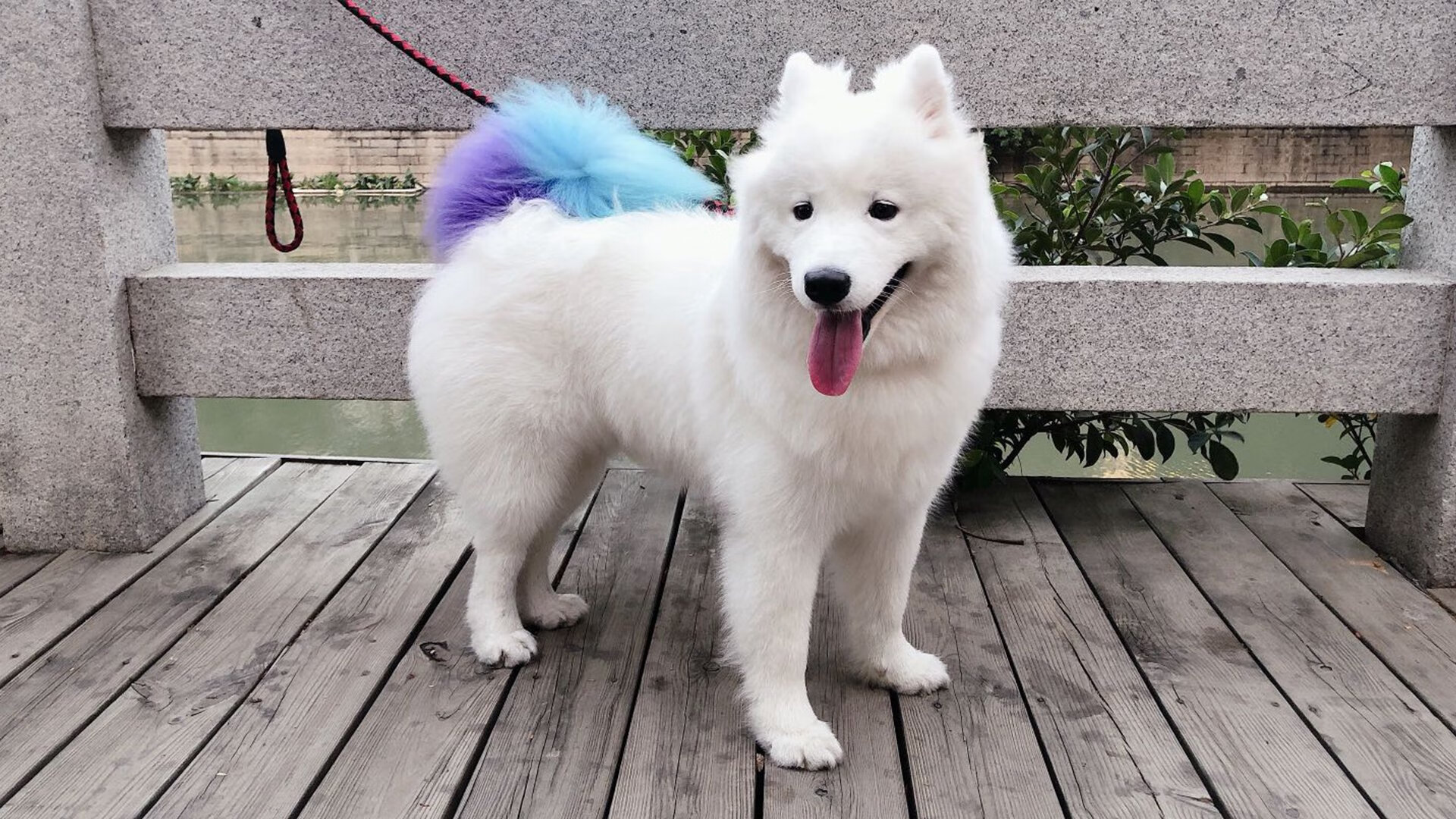 绿茵唯一性，亚平宁烽烟与郁金香的凛冬绽放