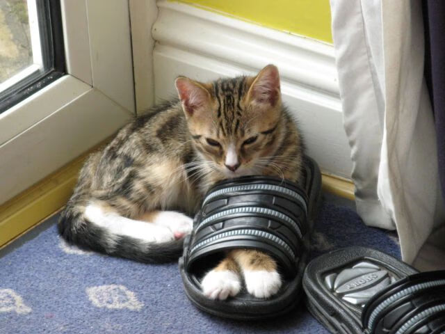 加勒比风暴席卷非洲雄狮，牙买加连续得分压制几内亚，卢卡库化身关键先生定乾坤