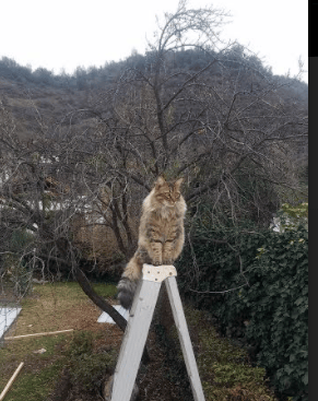 当赛道与球场同时轰鸣，唯一性的体育双星时刻